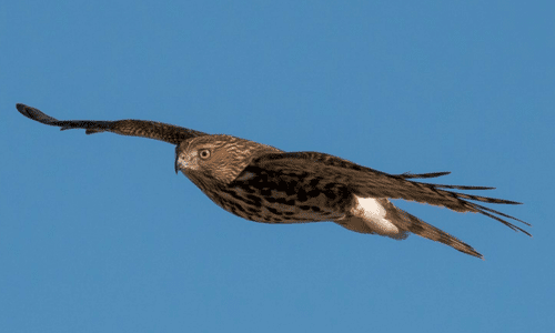 Cape May Birding- Image of bird flying