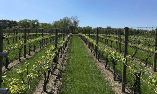 Cape May 2020 Vacation Packages